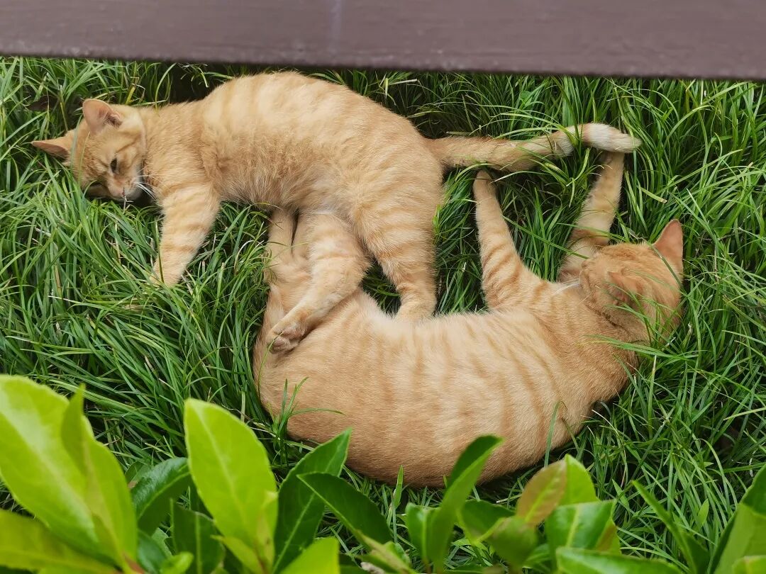 17689604727369003xb1.jpg 3.jpg